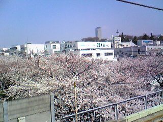 目黒川の上からの桜