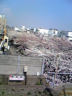 桜、満開