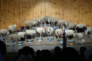 世界の羊