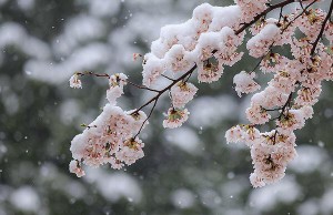 王侯の装い