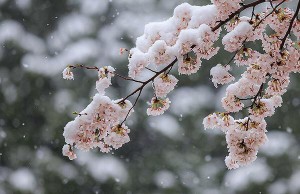 雪桜