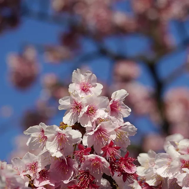 あたみ桜